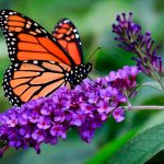 Monarch Waystation Work Party - Morning Group